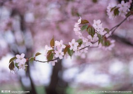 桃花红