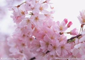 桃花红