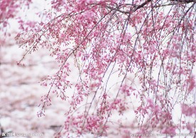 桃花红