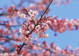 桃花红