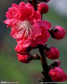 碧桃花