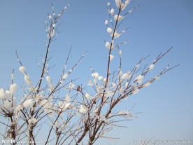 雪