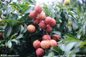 糯米糍荔枝