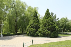 绿化景观