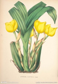 手绘兰花 植物图谱 花卉