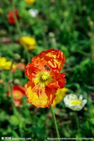 罂粟花