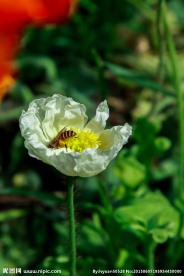 罂粟花