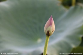 荷蕾