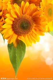 太阳花