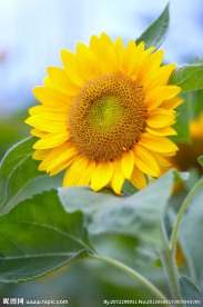 太阳花