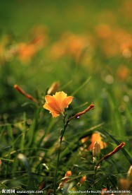 雨后的小花