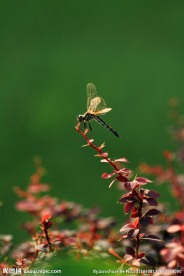 蜻蜓