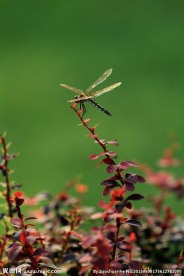 蜻蜓