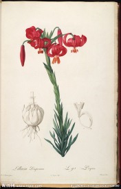 雷杜德 兰花 植物图