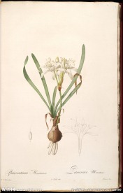 雷杜德 兰花 植物图