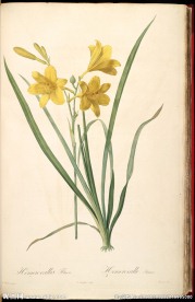 雷杜德 兰花 植物图