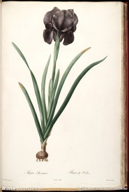 雷杜德 手绘兰花 植物图