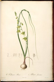 雷杜德 手绘兰花 植物图