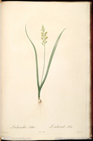 雷杜德 手绘兰花 植物图