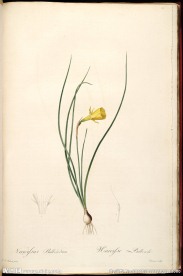 雷杜德 手绘兰花 植物图