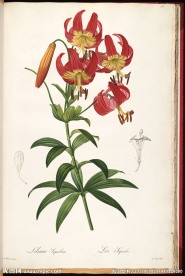 兰花 雷杜德手绘花卉插画