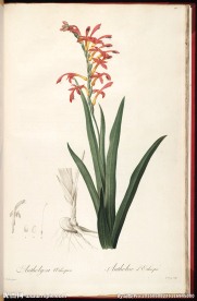 兰花 雷杜德手绘花卉插画