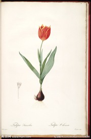 兰花 雷杜德手绘花卉插画