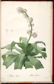 兰花 雷杜德手绘花卉插画