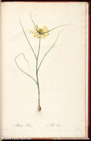 兰花 雷杜德手绘花卉插画