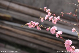后院一枝花