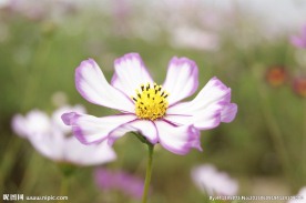花朵特写