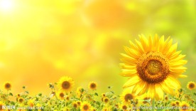 太阳花
