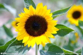 太阳花