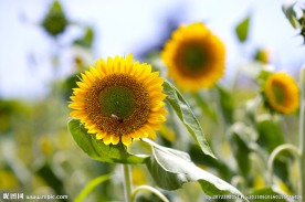 太阳花