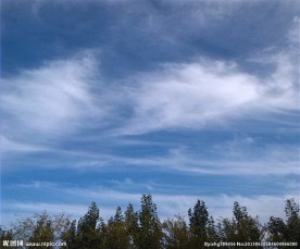 树与天空