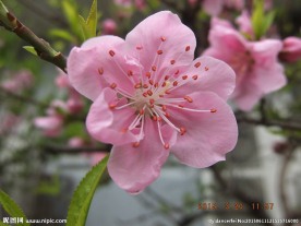 桃花