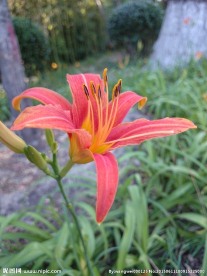 大萱草