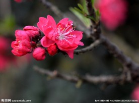 红碧桃