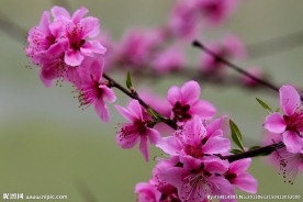 桃花