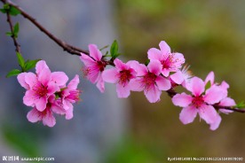桃花