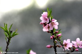 桃花