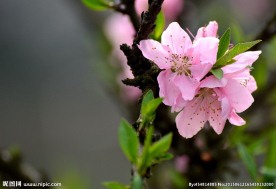 桃花