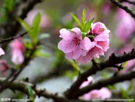 桃花