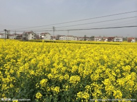 汉中油菜花