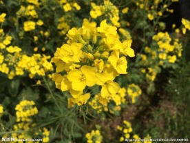 汉中油菜花