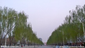 柳树街道