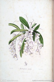 兰花 手绘花卉 植物图谱