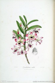 兰花 手绘花卉 植物图谱