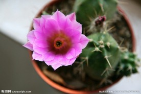 仙人球花
