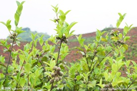 茶果